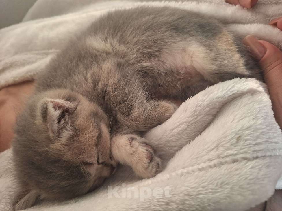 Кошки в Москве: Котята британские Мальчик, 17 000 руб. - фото 10