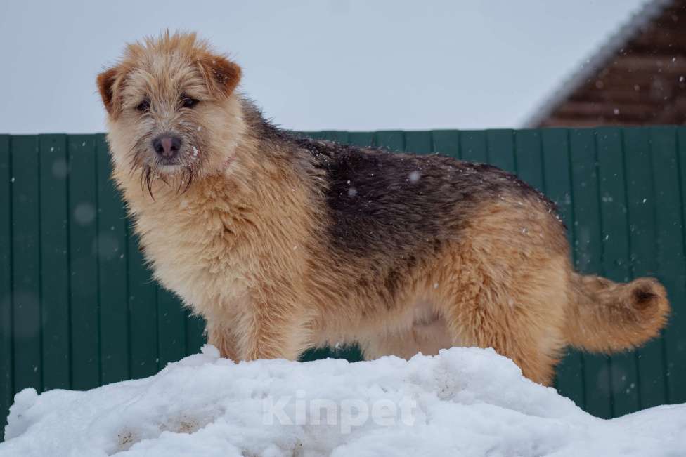 Собаки в Москве: щенок Флинт ищет семью Девочка, Бесплатно - фото 6