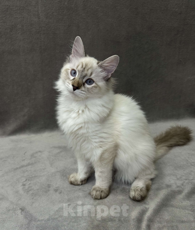 Кошки в Благовещенске: Котенок Невская маскарадная  Девочка, 45 000 руб. - фото 1