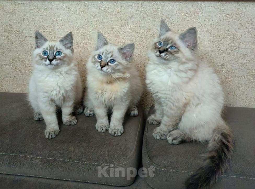 Кошки в Москве: Невские маскарадные котята Мальчик, 60 000 руб. - фото 1