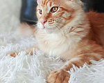 Кошки в Москве: Котенок менй кун кот Мальчик, 50 000 руб. - фото 2