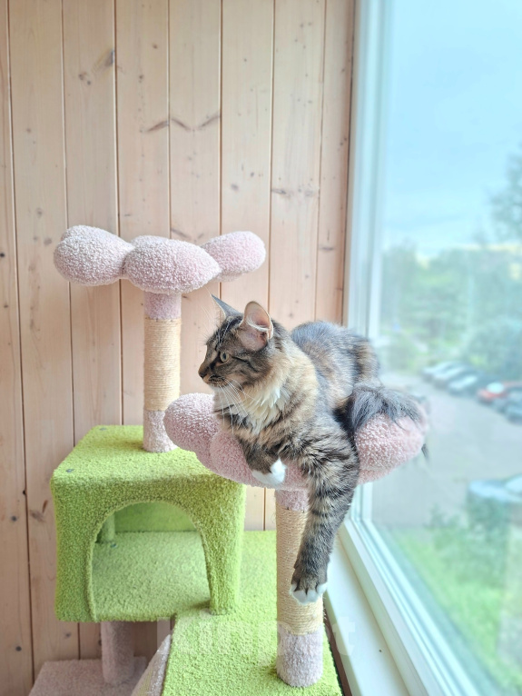 Кошки в Москве: Котенок в добрые руки Девочка, Бесплатно - фото 5