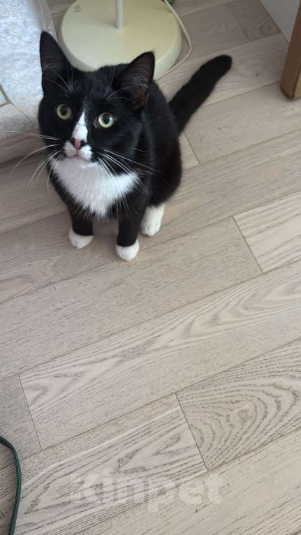 Кошки в Санкт-Петербурге: Потерялся кот, в СПБ на обуховской обороне 110к1 Мальчик, 10 000 руб. - фото 2