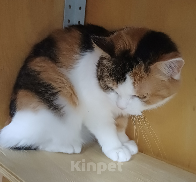 Кошки в Москве: Дашка ищет дом! Девочка, Бесплатно - фото 5