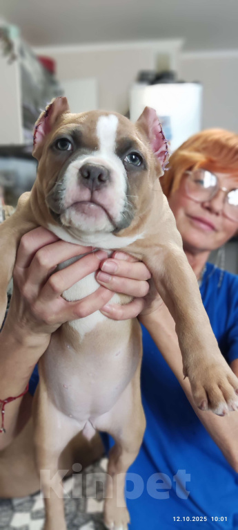 Собаки в Анапе: Щенок американского булли Девочка, Бесплатно - фото 2