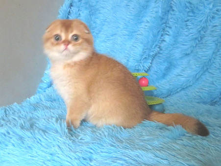 роскошный шотландский котенок -мальчик
