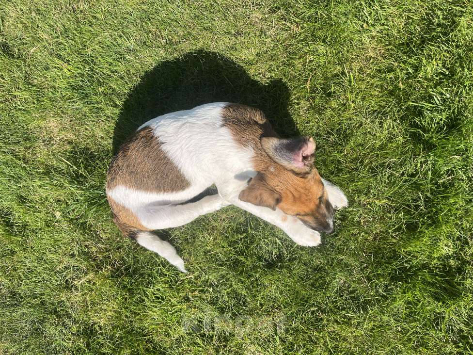 Собаки в других городах Московской области: Коровка Девочка, 20 000 руб. - фото 2