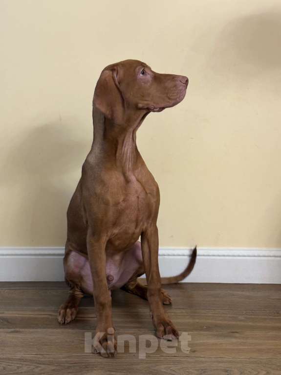 Собаки в Москве: Холли  Девочка, Бесплатно - фото 1