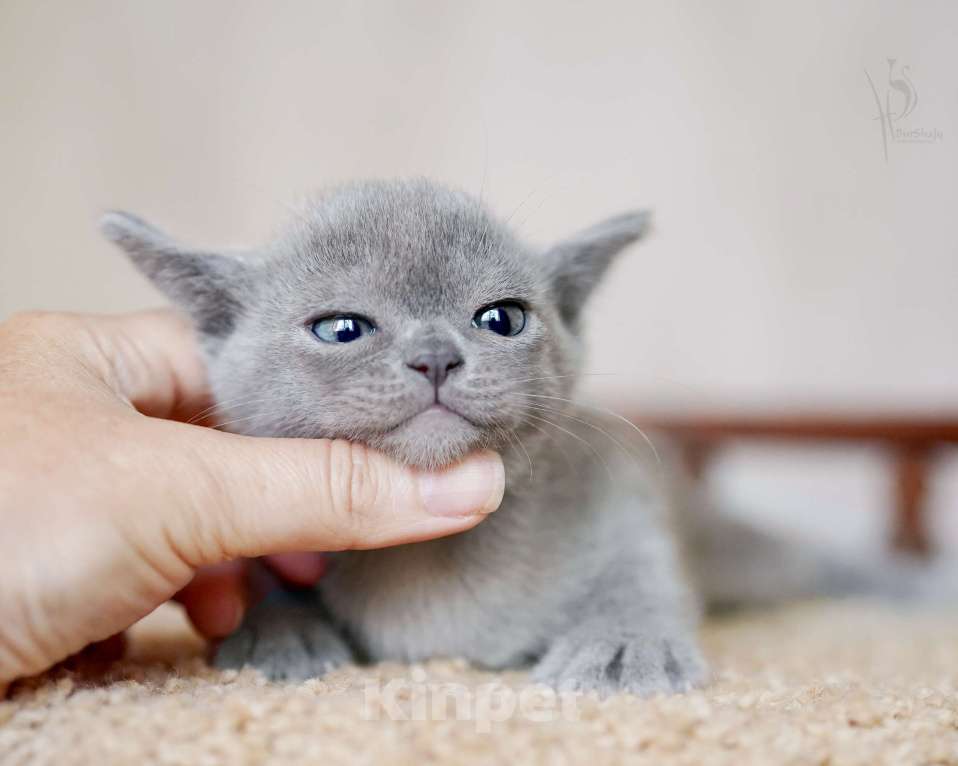 Кошки в Москве: Европейская Бурма голубая Девочка Девочка, Бесплатно - фото 2