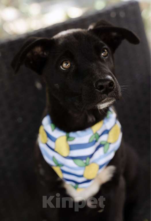 Собаки в Москве: Кай - щенок, смотрящий прямо в душу, ищет любящую семью! Мальчик, Бесплатно - фото 1