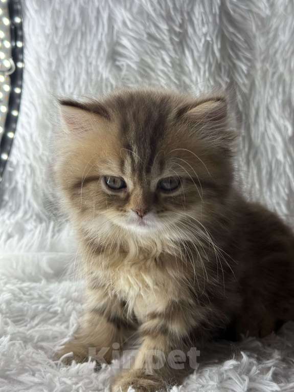 Кошки в Люберцах: Шотландские котята Девочка, Бесплатно - фото 5