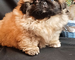 Собаки в Самаре: Пекинес красотка Девочка, Бесплатно - фото 9