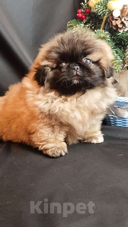 Собаки в Самаре: Пекинес красотка Девочка, Бесплатно - фото 9