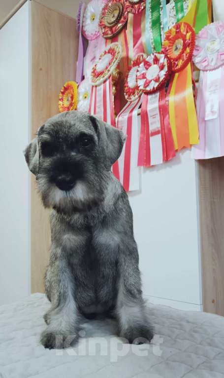 Собаки в Казани: Шнауцер щенки Девочка, Бесплатно - фото 3