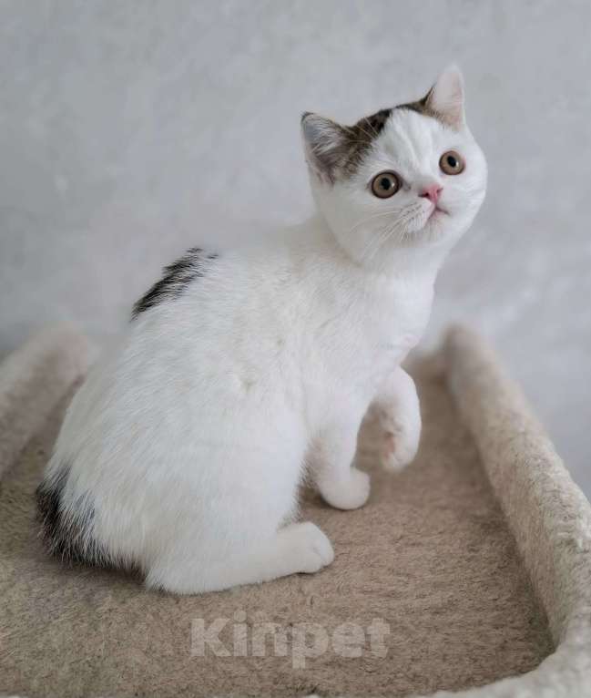 Кошки в Ярославле: Шотландский короткошерстный котенок Мальчик, 25 000 руб. - фото 7