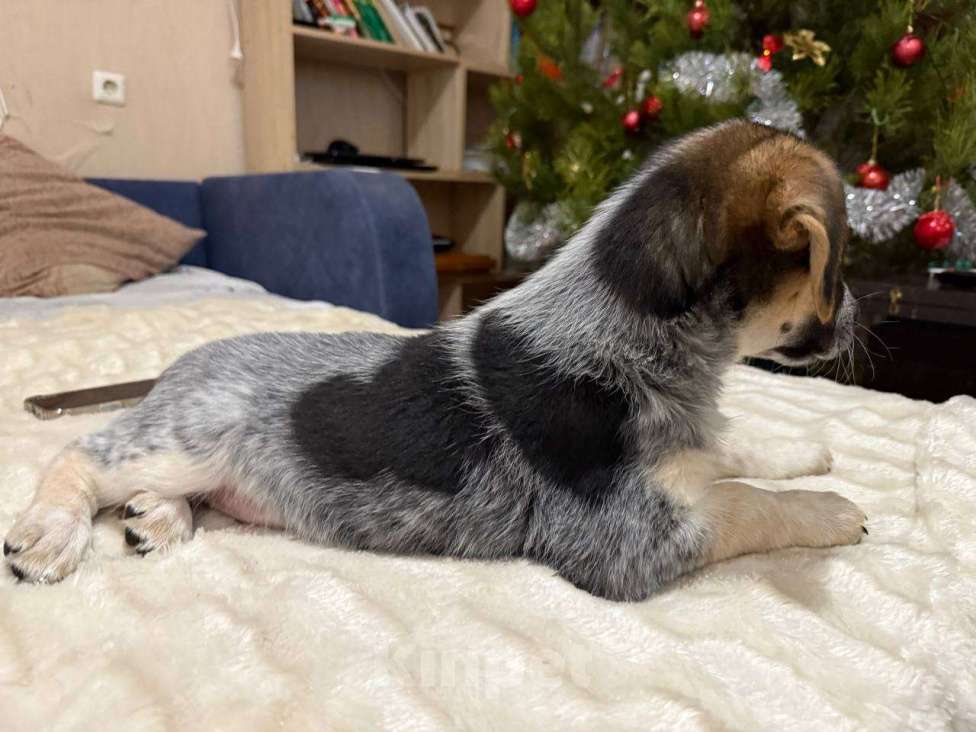 Собаки в других городах Воронежской области: СРОЧНО❗️❗️❗️ щенка в добрые руки  Мальчик, Бесплатно - фото 3