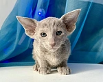 Кошки в Казани: Ориентальный котенок Мальчик, 70 000 руб. - фото 1