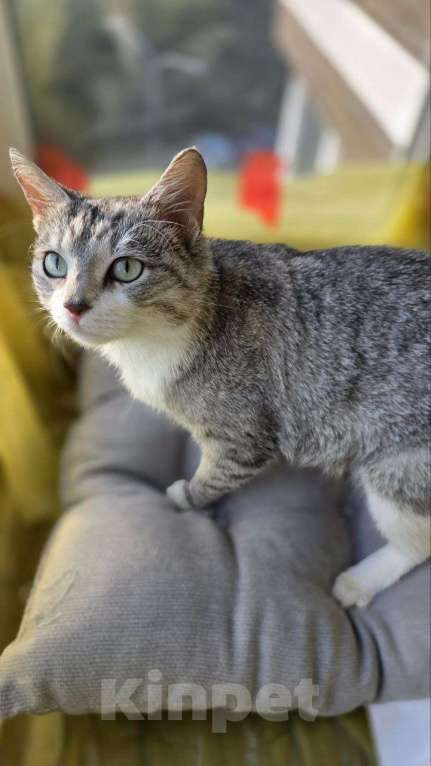 Кошки в Москве: Полынька — ангел в кошачьем обличье! Девочка, Бесплатно - фото 10