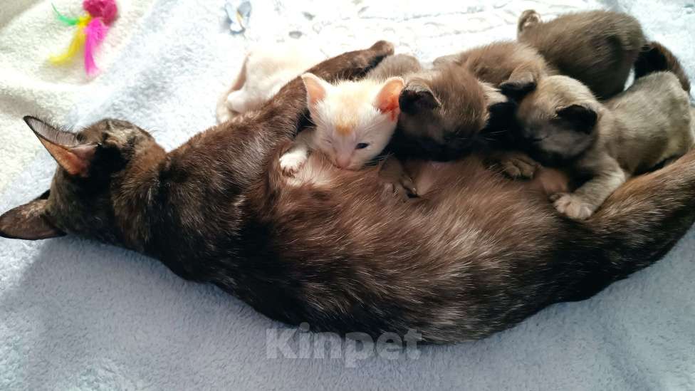 Кошки в Ростове-на-Дону: Котята европейской Бурмы  Мальчик, 80 000 руб. - фото 2