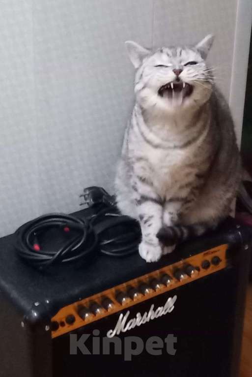 Кошки в Стерлитамаке: Ваш будущий кот Мальчик, Бесплатно - фото 3