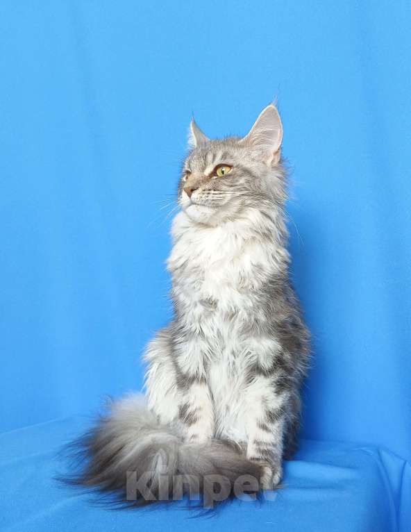 Кошки в Москве: Котенок Мейн-Кун Девочка Девочка, 40 000 руб. - фото 4