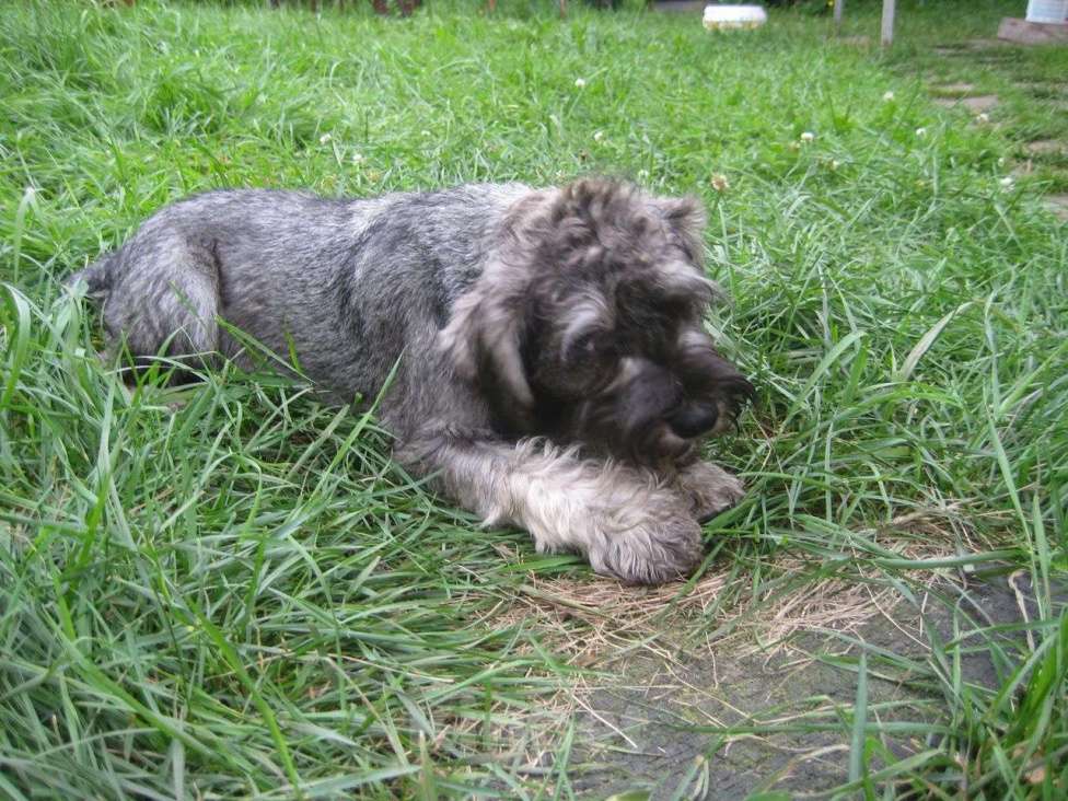 Собаки в Москве: Малыши цвергшнауцера перец с солью  Мальчик, 40 000 руб. - фото 9