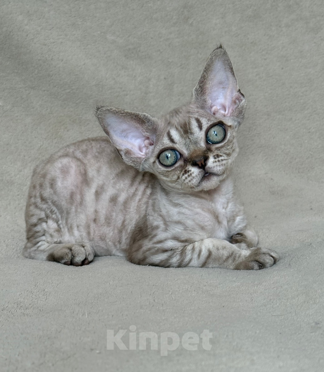 Кошки в Лобне: Котенок девон рекс Мальчик, 70 000 руб. - фото 3