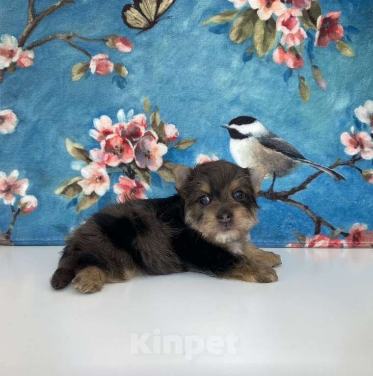 Собаки в Москве: Йорк с зелёно голубыми глазами мальчик стандарт Девочка, 60 000 руб. - фото 4