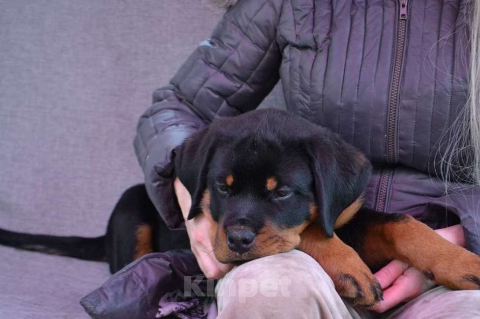 Собаки в Ельце: Душман Мальчик, 60 000 руб. - фото 1