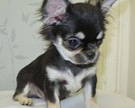 Собаки в Санкт-Петербурге: чихуахуа  мелкий  мальчик ДШ Мальчик, 50 000 руб. - фото 3