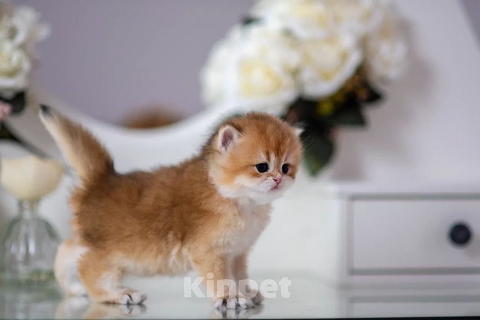 Кошки в Балашихе: Шикарный мальчик Бисквит Мальчик, 75 000 руб. - фото 5