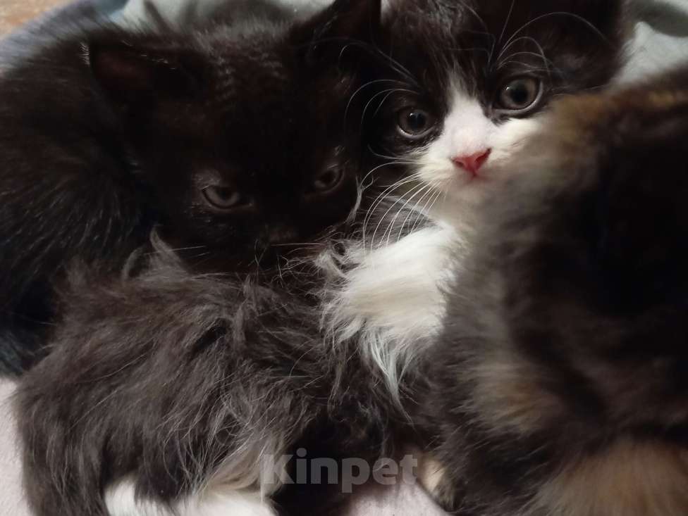 Кошки в Хабаровске: Котик  Девочка, 300 руб. - фото 6