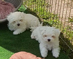 Собаки в Зеленограде: Мальтезе щенки Мальчик, 50 000 руб. - фото 2