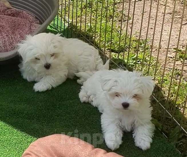 Собаки в Зеленограде: Мальтезе щенки Мальчик, 50 000 руб. - фото 2