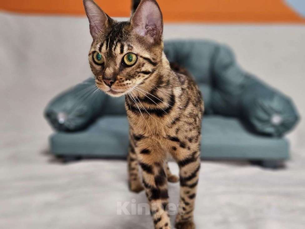 Кошки в Москве: Бенгальская кошка Теффи Девочка, 15 000 руб. - фото 1