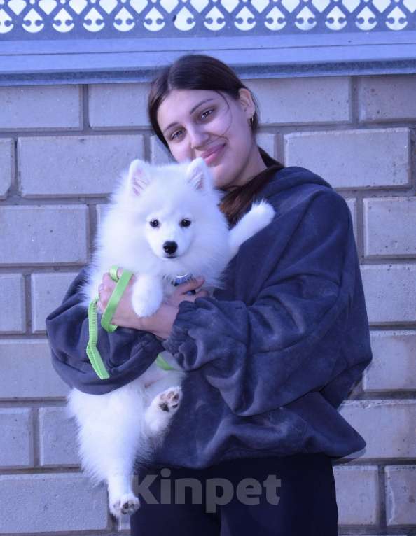 Собаки в Краснодаре: Белая Помски Девочка, 20 000 руб. - фото 1