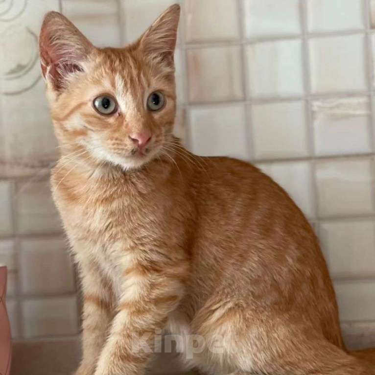 Кошки в Москве: Котёнок Цукат срочно ищет дом Мальчик, Бесплатно - фото 4