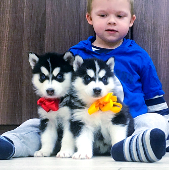Хаски Щенки Разных окрасов