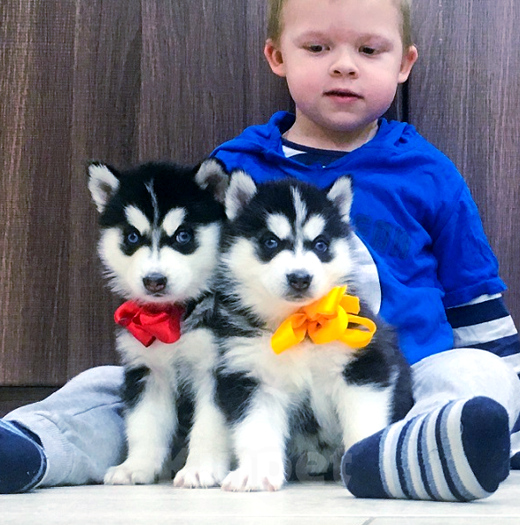 Собаки в Грязовце: Хаски Щенки Разных окрасов Разнополые, Бесплатно - фото 1