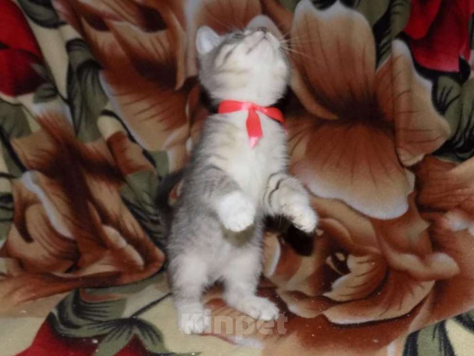 Кошки в Москве: Азиатская табби, девочки Девочка, 20 000 руб. - фото 5