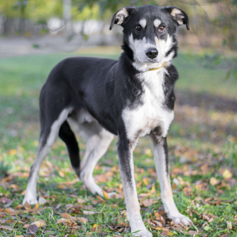 Собаки в Москве: Берси Мальчик, Бесплатно - фото 2