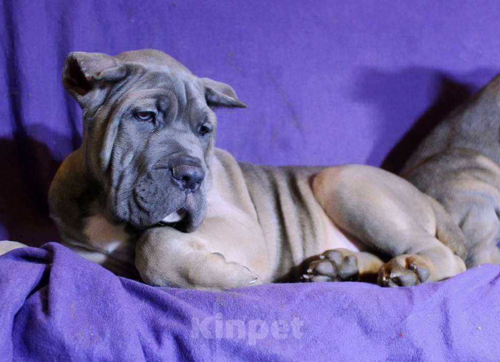 Собаки в Омске: Верные друзья Мальчик, 70 000 руб. - фото 2