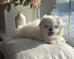 Собаки в Москве: Мальтезе мини девочка, 5 мес, 1 кг Девочка, 90 000 руб. - фото 2