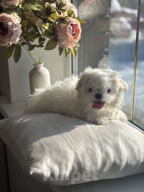 Собаки в Москве: Мальтезе мини девочка, 5 мес, 1 кг Девочка, 90 000 руб. - фото 2