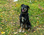 Собаки в Москве: Лея Девочка, Бесплатно - фото 2