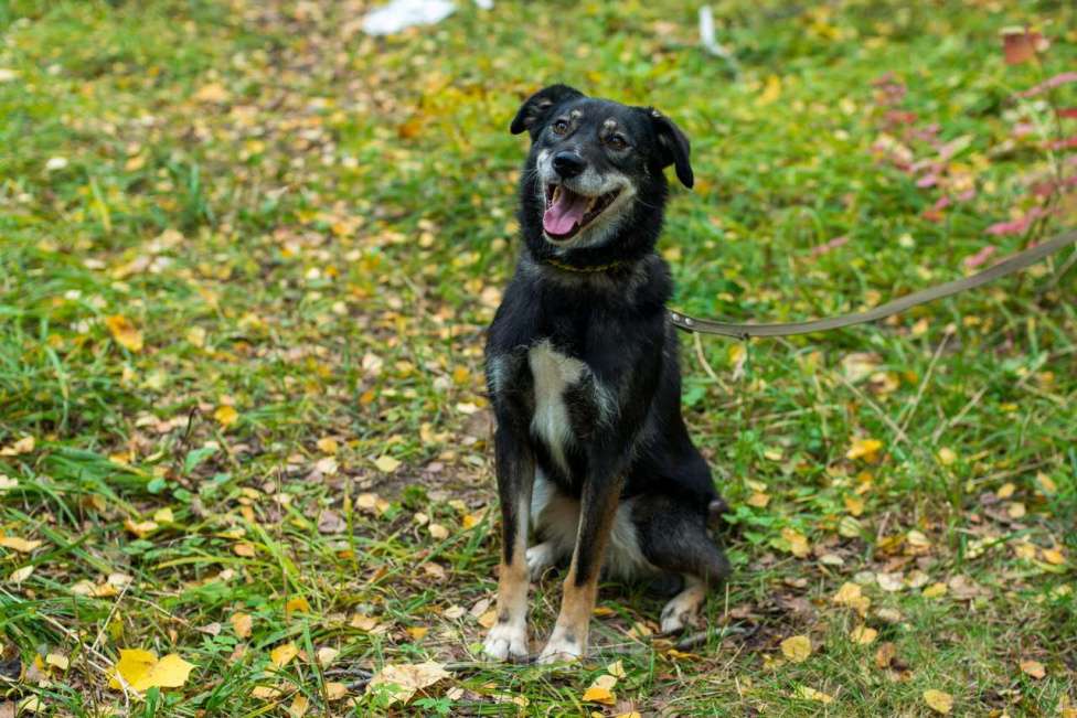 Собаки в Москве: Лея Девочка, Бесплатно - фото 2
