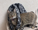 Кошки в Раменском: ПРОПАЛА КОШКА Девочка, Бесплатно - фото 7