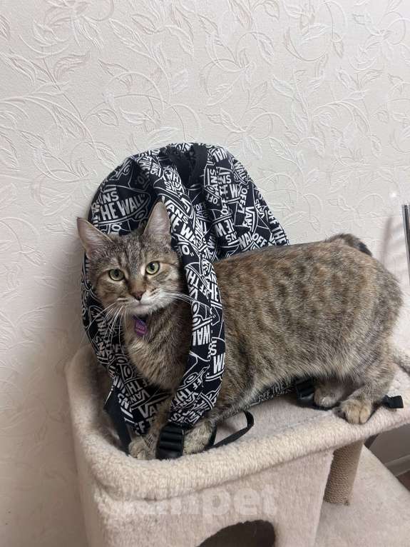 Кошки в Раменском: ПРОПАЛА КОШКА Девочка, Бесплатно - фото 7