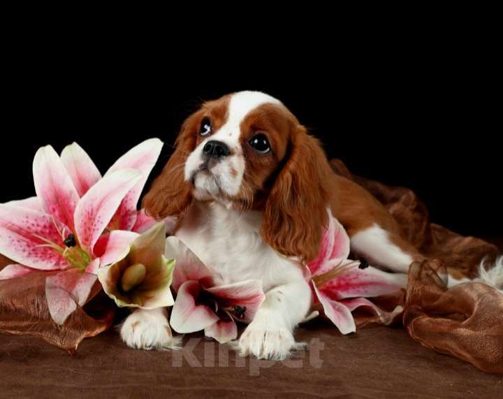 Собаки в Санкт-Петербурге: Девочка кавалерочка... 5месяцев Девочка, 55 000 руб. - фото 5