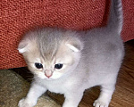 Кошки в Сухиничах: Шотландский вислоухий котенок голубое золото Девочка, 10 000 руб. - фото 3